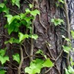 Ivy covered tree