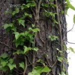 Ivy covered tree 2