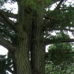 Scots pine trunk