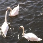 Swans 7