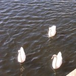 Swans 8