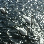 Swans 9