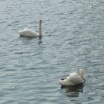 Swans 10