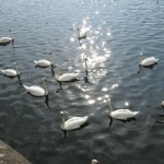 Swans 11