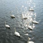 Swans 13