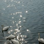 Swans 14