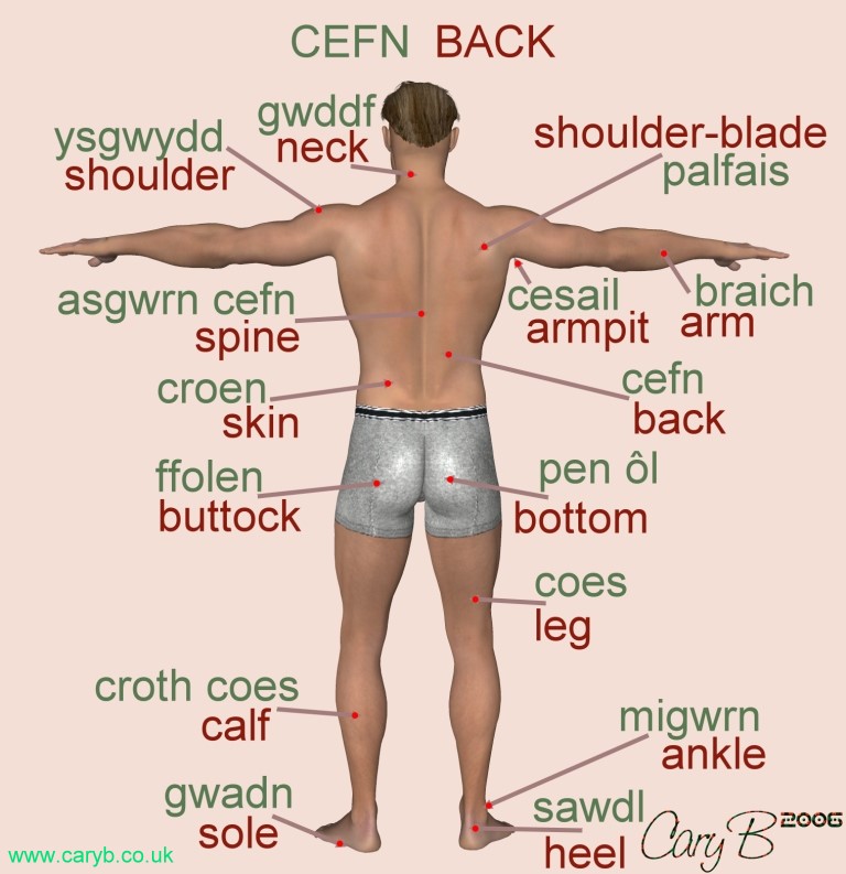 Parts of the back in English and Welsh
