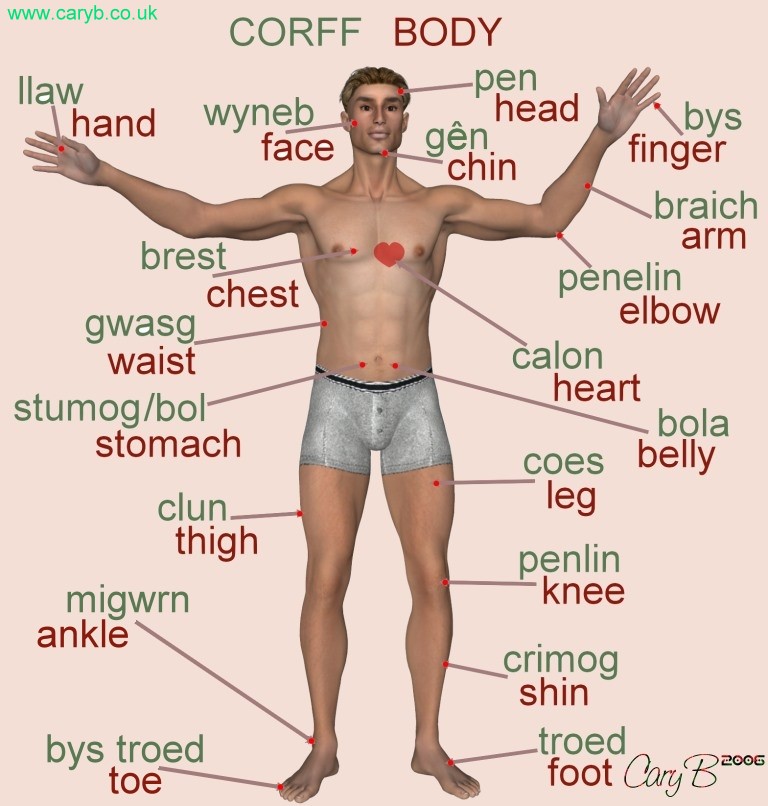 Parts of the body in English and Welsh