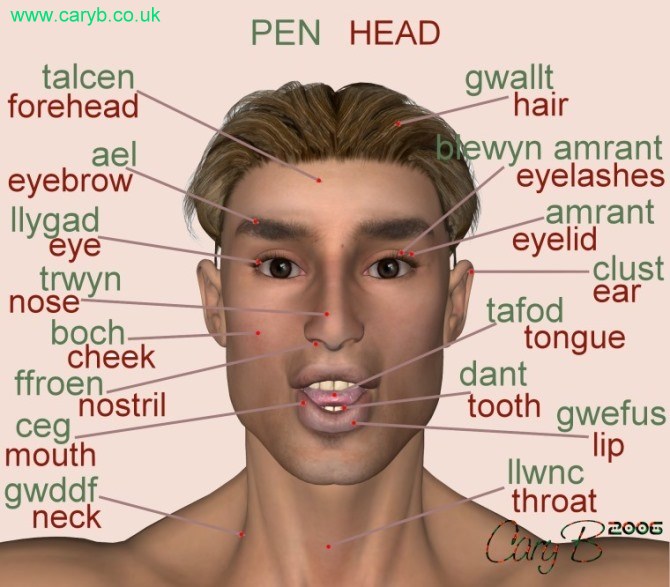 Parts of the head in English and Welsh